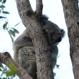 Koala conservation WWF and BCT partnership (credit Joel Stibbard)