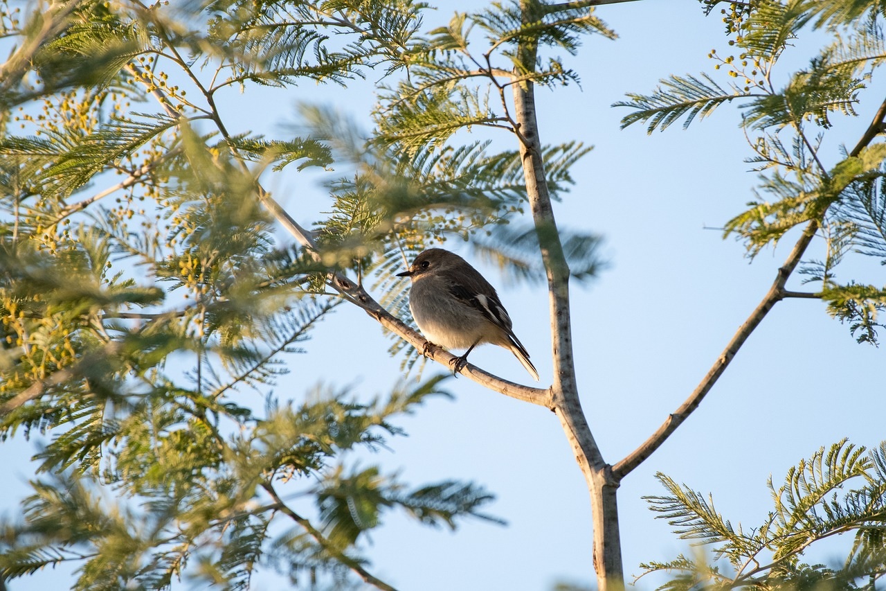Project support officer BCT (Flame Robin)