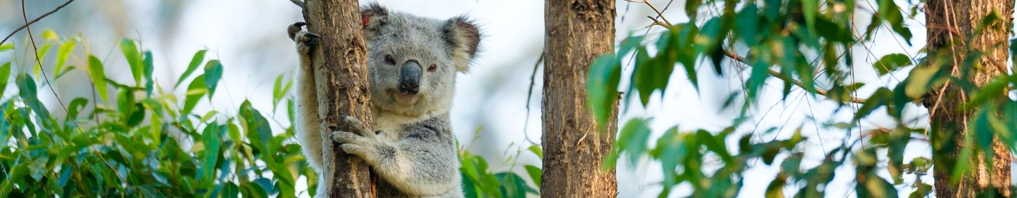 A koala holds onto a tree branch at Tuckurimba Koala Gardens