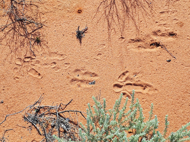 Work with BCT - Senior Aboriginal Engagement Officer