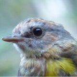 Eastern Yellow Robin (credit Sarah and Michael Guppy)