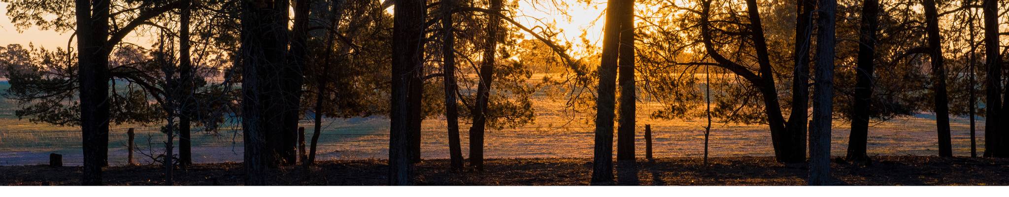 A morning sunrise glows golden through trees on Savernake Station in the Riverina region of south-west NSW