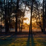 A morning sunrise glows golden through trees on Savernake Station in the Riverina region of south-west NSW