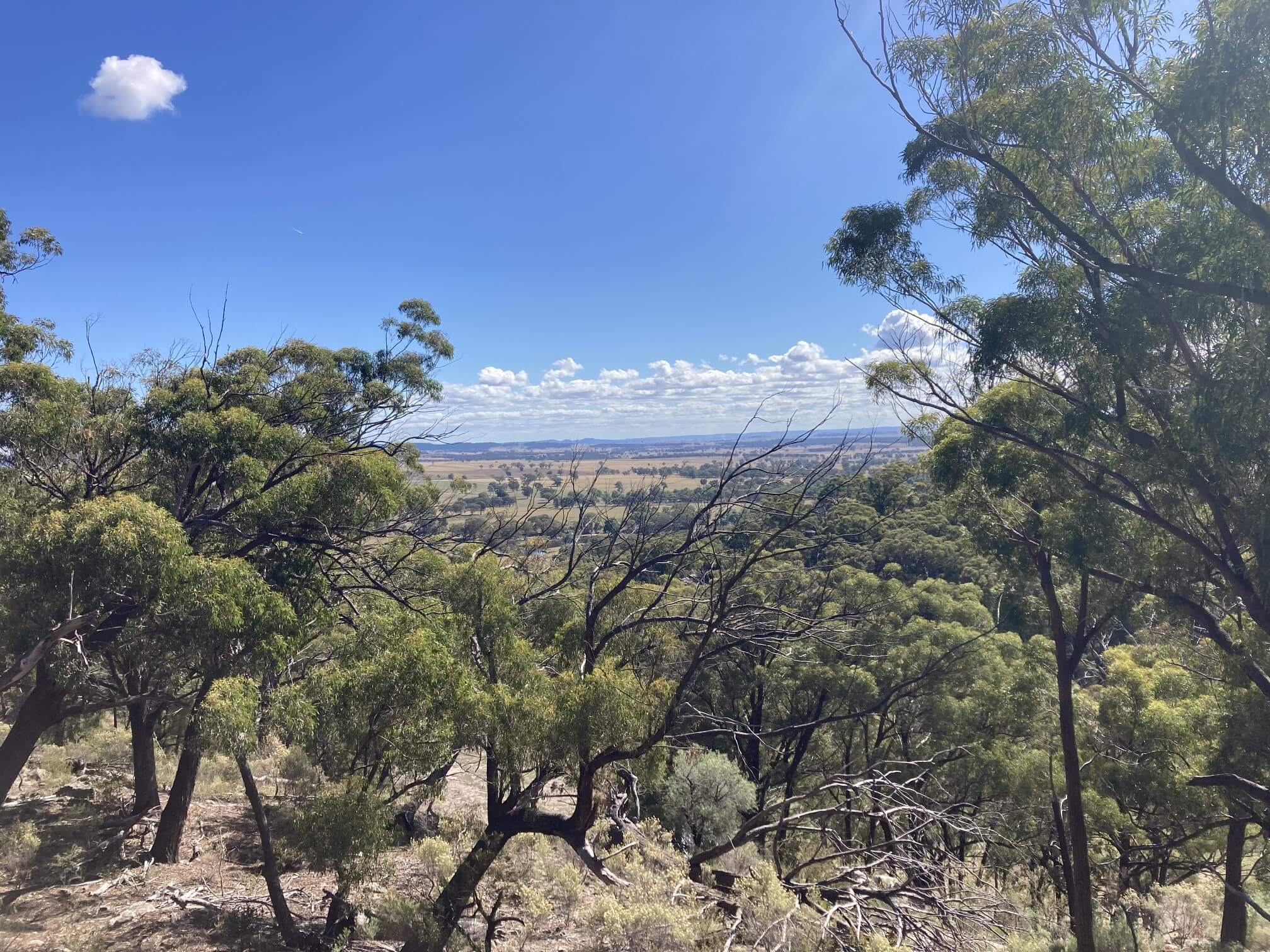 View through the trees