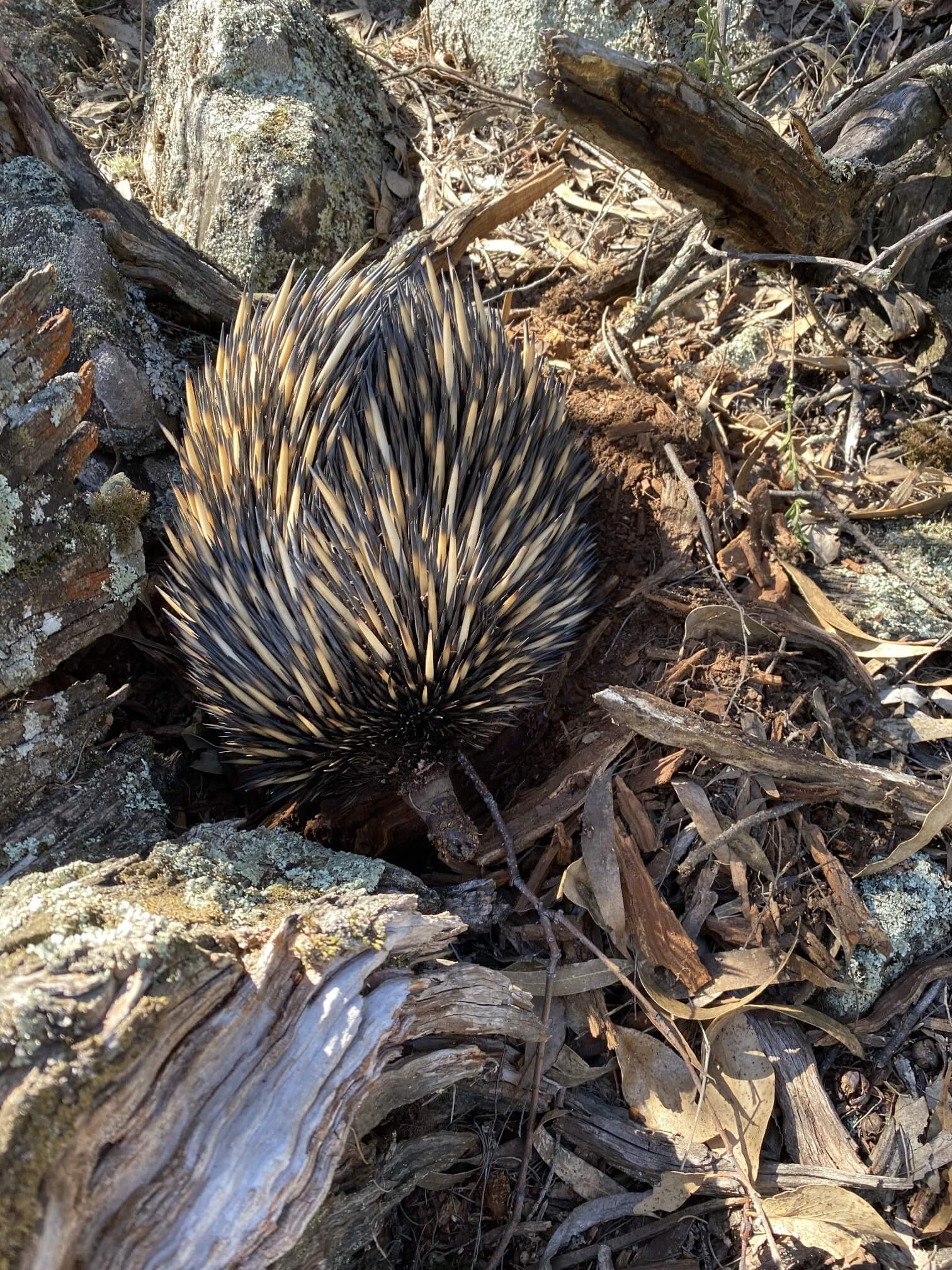 Echidna