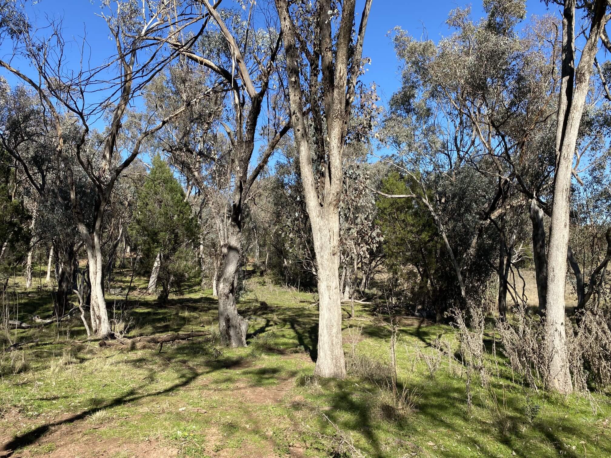 Open bushland