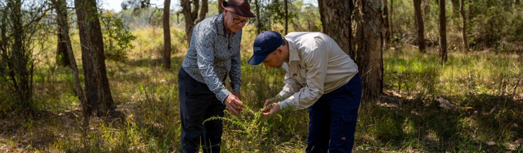 Vegetation management