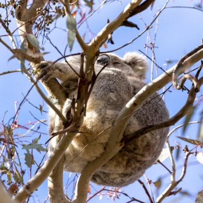 Koala sits high in a tree at Brightling Park