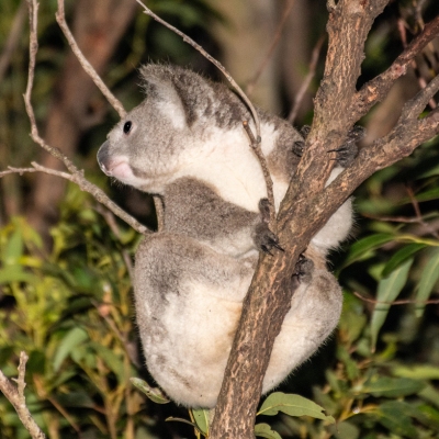 Koala clings to a tree looking behind