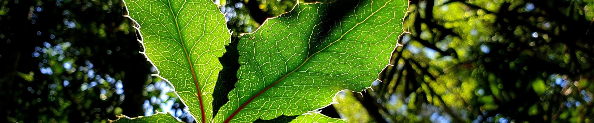 A photo of a nightcap oak tree