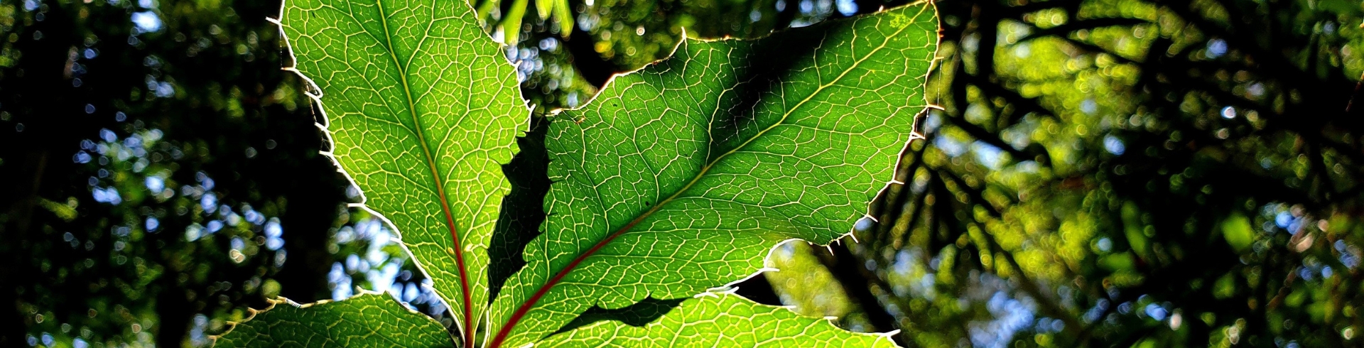 Partner with us to restore and protect the Big Scrub, forever