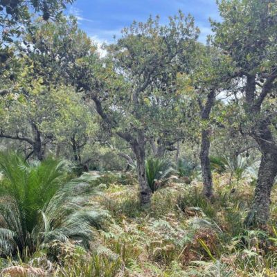 A lush bush full of different sized plants and trees on a sunny day.