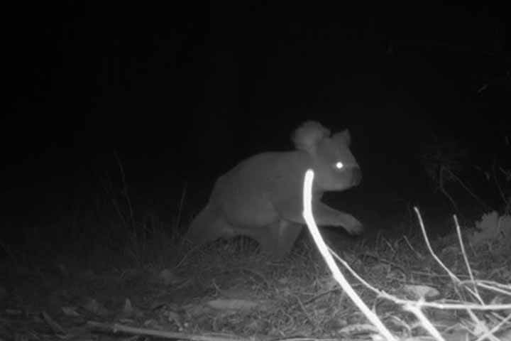 A koala walks across the grass at night.
