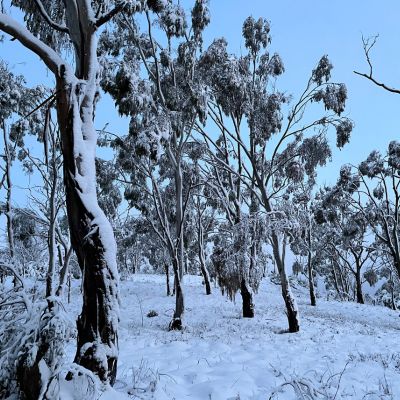 Trees covered in snow on the NSW Northern Tablelands (credit Michael Hewins)