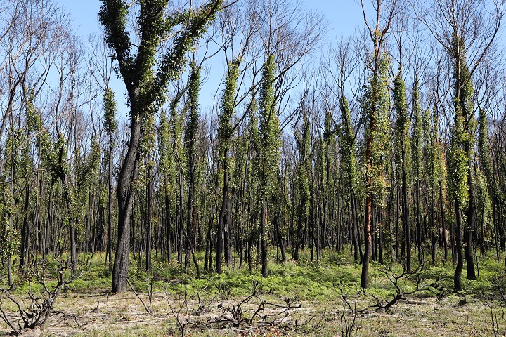 banksia burnt