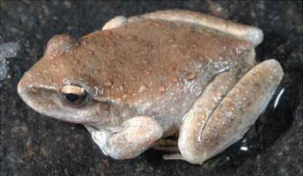 Booroowong Frog