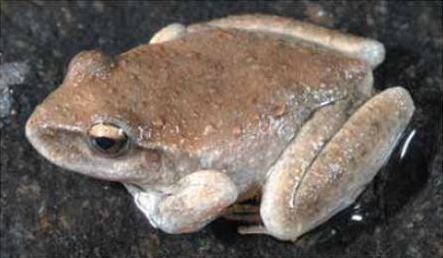  Booroolong frog, Photo: DECC
