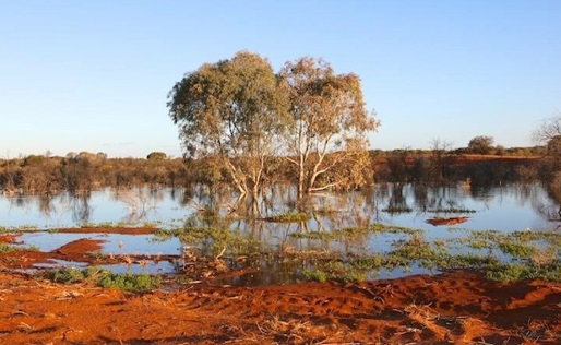 White Leeds Wetland