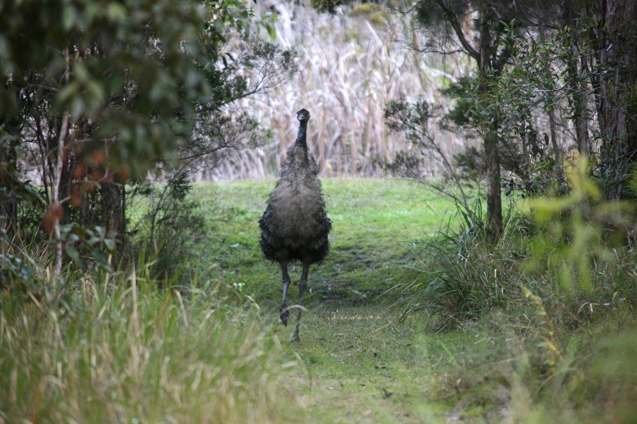 Coastal Emu