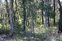 Wianamatta Nature Reserve 