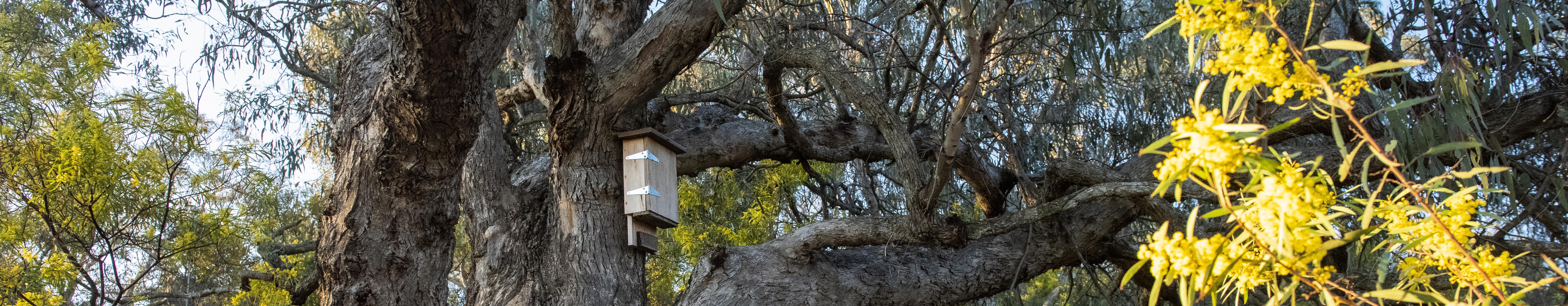 Nest box (banner)