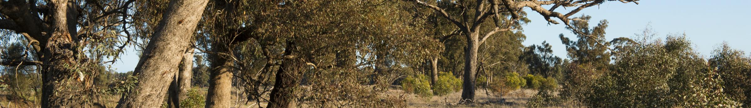 Woodland banner