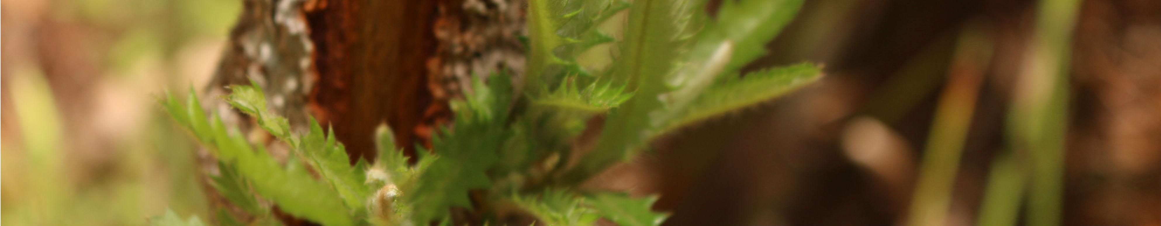 Banner - Paying into BCF (Banksia Serrata)