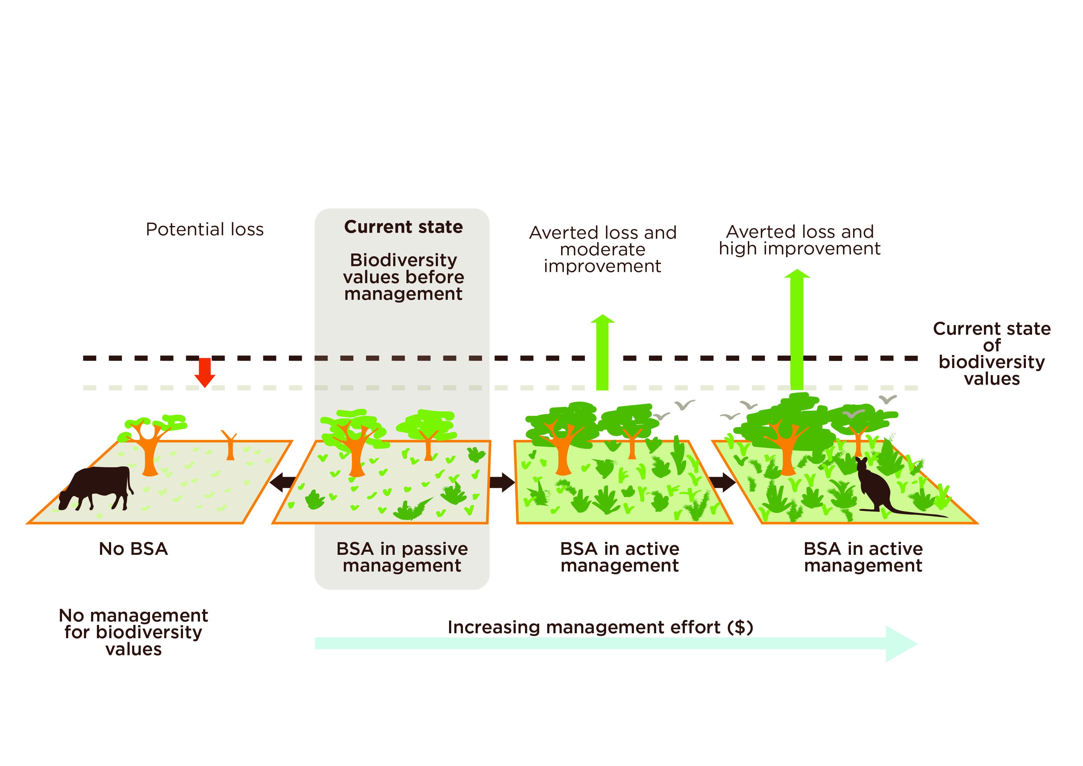 BSA state of biodiversity illustration