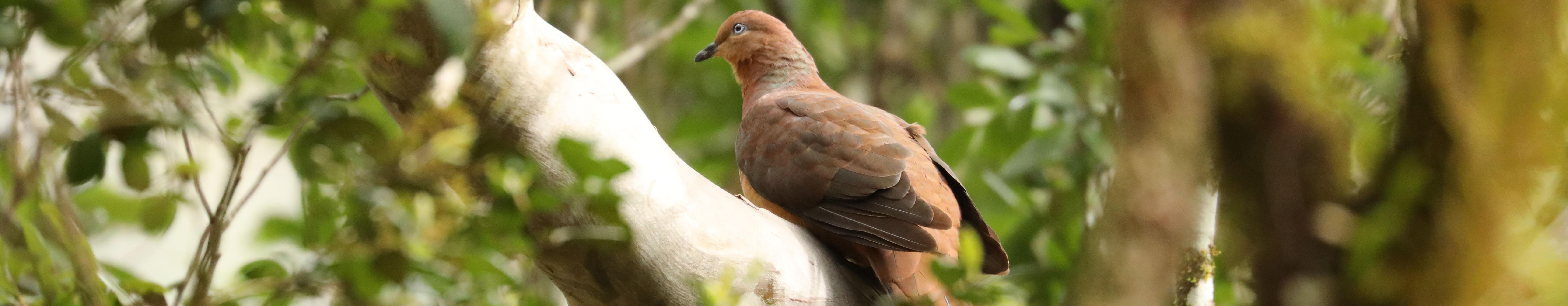 Brown cuckoo-dove