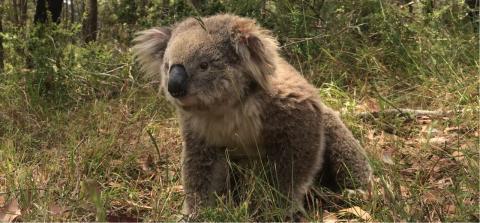 SH koala