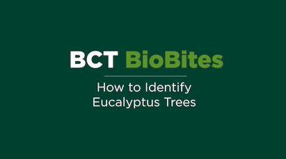 How to Identify Eucalyptus Trees