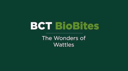 The Wonders of Wattles