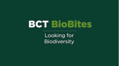 Looking for Biodiversity