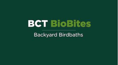 Backyard Birdbaths