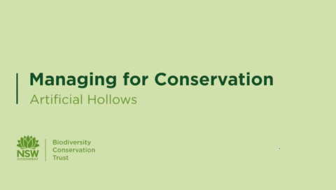 Text says Managing for Conservation: Artificial Hollows 