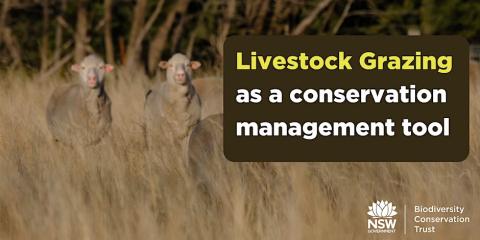 BCT Livestock grazing as a conservation management tool