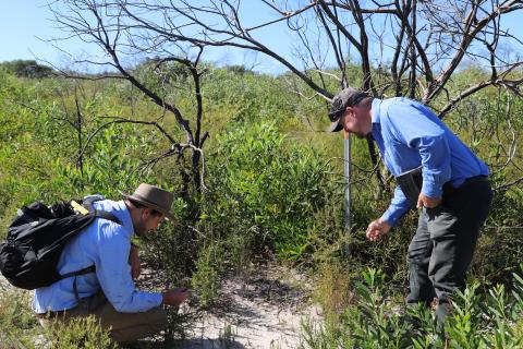Mike Lawrie and Dominic Edmonds inspect plant regrowth at Fencott Drive Wetland Reserve