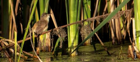 A bird known as the Australian reed-warbler perches on vegetation above water