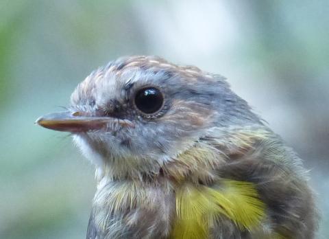 Eastern Yellow Robin (credit Michael and Sarah Guppy) Eastern Yellow Robin (credit Michael and Sarah Guppy)