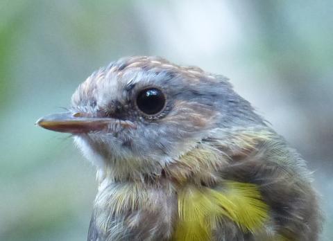 Eastern Yellow Robin (credit Michael and Sarah Guppy)