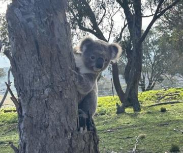 Koala on a tree at Brightling Park Koala on a tree at Brightling Park
