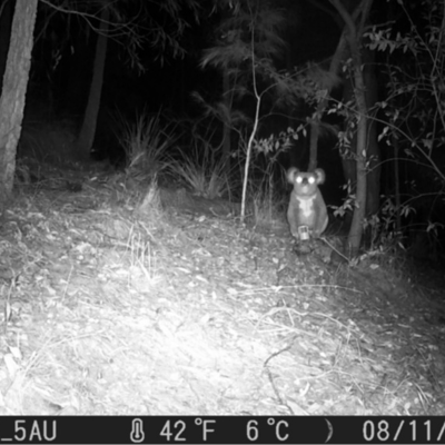 koala van beest koala sits outside in the dark photographed in the light of a camera
