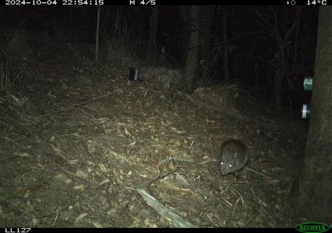 Potoroo Land Libraries Potoroo in the dark photographed by wildlife camera