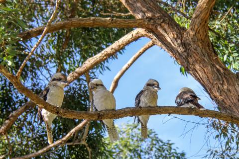 kookaburras Blundells Swamp Four kookaburras sit on a tree branch
