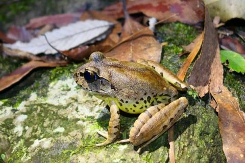 A photo of a frog