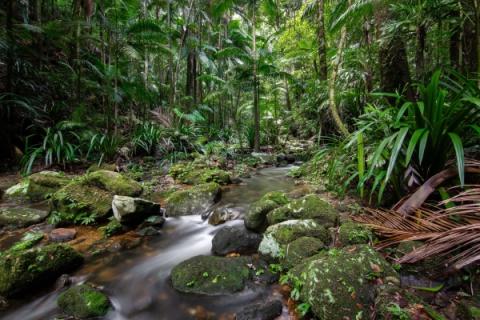 A photo of a river stream in a lush rainforest