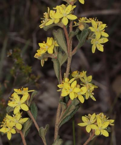 Photo of yellow flowering Asterolasia rupestris subsp. recurva Asterolasia rupestris subsp. recurva