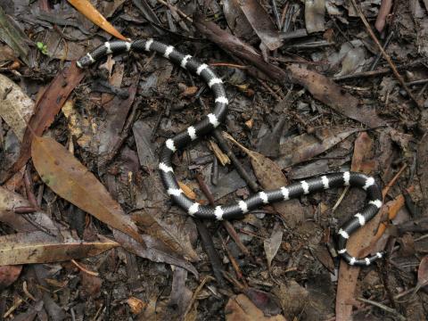 Eastern bandy bandy Black and white bandy bandy snake on the ground