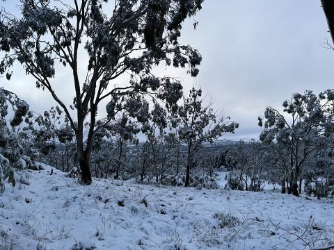 Snowy landscape on the NSW Northern Tablelands photo credit: Michael Hewins