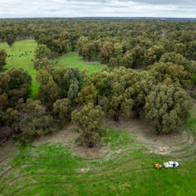 Drone photo of trees on a wide open farm